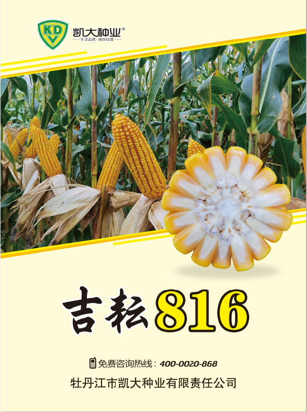 玉米种子- 产品展示- 牡丹江凯大种业有限责任公司
